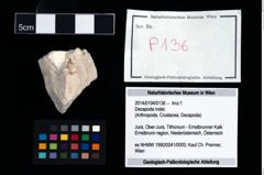 Foto (Objekt + Etikett) von Decapoda indet.  (NHMW-GEO-2014-0194-0136)